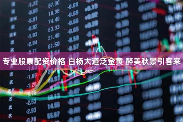 专业股票配资价格 白杨大道泛金黄 醉美秋景引客来
